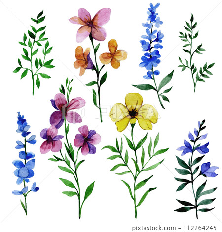watercolor drawing, set with wild flowers watercolor drawing, set with wild flowers 112264245