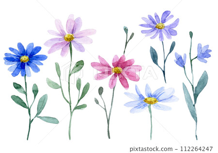 watercolor drawing, set of chamomile wild flowers watercolor drawing, set of chamomile wild flowers 112264247