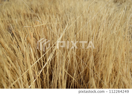 Background of dry grass in the field, golden autumn floral texture 112264249