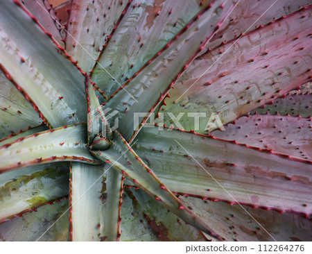 Colorful aloe leaves texture, unusual floral background Colorful aloe leaves texture, unusual floral background 112264276