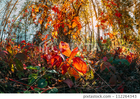 Trees Foliage Leaves Turn Yellow Orange Autumn. Autumn coming. Season Change Concept. Autumn Mood. Summer Mix of colorful leaves, twigs, and grass cover the forest floor Trees Foliage Leaves Turn Yellow Orange Autumn. Autumn coming. Season Change Concept. Autumn Mood. Summer Mix of colorful leaves, twigs, and grass cover the forest floor 112264343