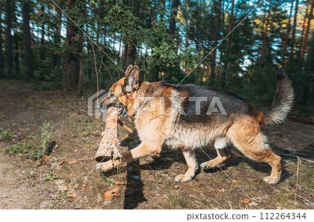 German Shepherd, a carnivorous dog breed, is running in a natural landscape with a stick in its mouth. Dog Run With Wooden Stick In Summer Forest Season. Cute Beautiful Shepherd Dog Running On country German Shepherd, a carnivorous dog breed, is running in a natural landscape with a stick in its mouth. Dog Run With Wooden Stick In Summer Forest Season. Cute Beautiful Shepherd Dog Running On country 112264344