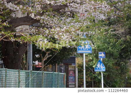 櫻花盛開的季節結束 112264460