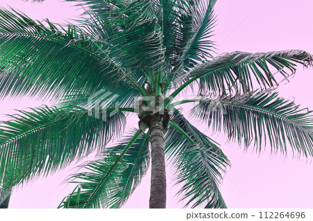 Coconut palm tree on pink background. Close-up. 112264696