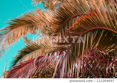 Palm tree leaves on blue sky background. Tropical palm tree leaf texture. 112264697