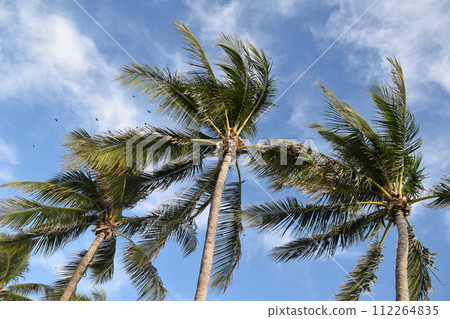 Coconut palm trees against the blue sky in sunny day. 112264835