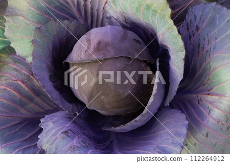 Purple core wild cabbage texture, unusual floral background 112264912