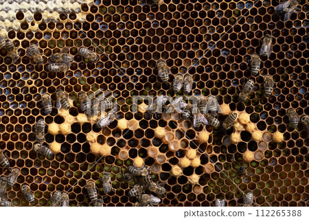 Bees working on the real honeycomb 112265388