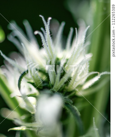 bud cannabis plant flowering when growing marijuana, trichomes and hairs 112265389