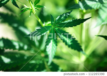 Cannabis bush on dark background 112265390