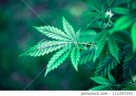 Cannabis bush on dark background 112265393