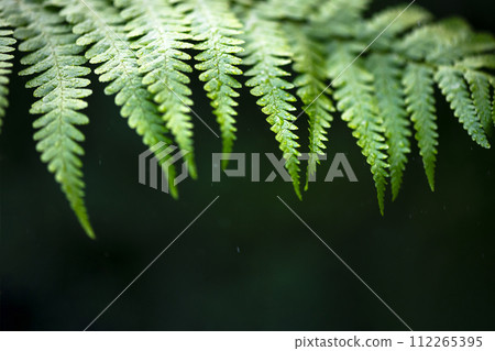 Closeup shot of a water drops on green leaves 112265395