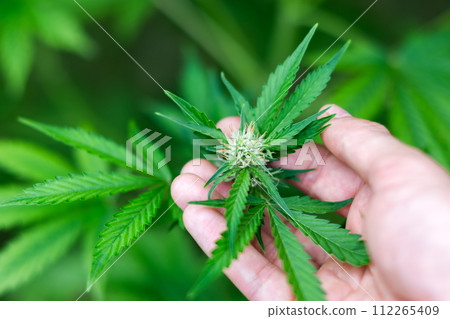 Fresh green leaves of cannabis marijuana in man hand 112265409