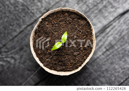 Pepper seedling in a peat cup close up 112265426