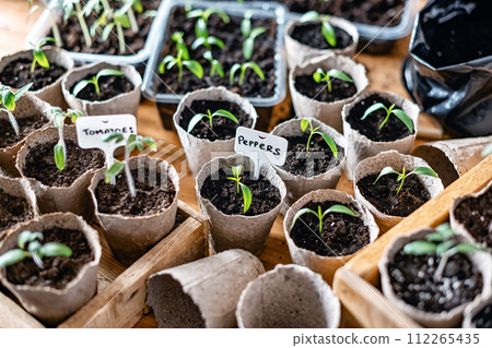 Tomato and pepper seedlings in peat cups 112265435