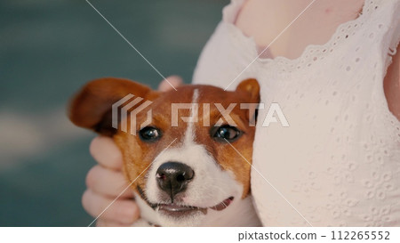 Woman gently strokes Jack Russell Terrier with satisfied expression. Cute Jack Russell Terrier enjoys sensation with open mouth. Purebred Jack Russell Terrier enjoys warm weather during daily walk 112265552