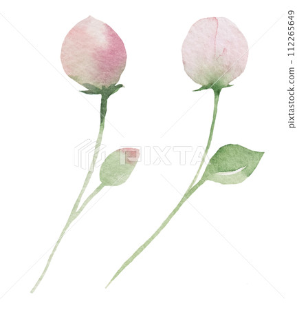 Watercolor light pink flower buds isolated illustration, floral wedding and greeting element 112265649