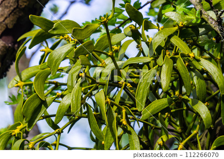 Mistletoe high up in the tree crown 112266070