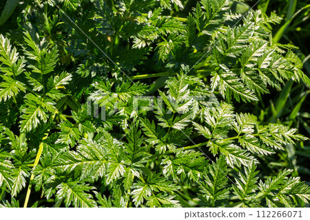 Green leaves of a Conium maculatum poison hemlock poisonous plant close-up. Concept of the texture of natural patterns, ornaments Green leaves of a Conium maculatum poison hemlock poisonous plant close-up. Concept of the texture of natural patterns, ornaments 112266071