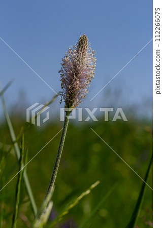 Plantago media, Hoary plantain, Plantaginaceae. Wild plant shot in spring 112266075