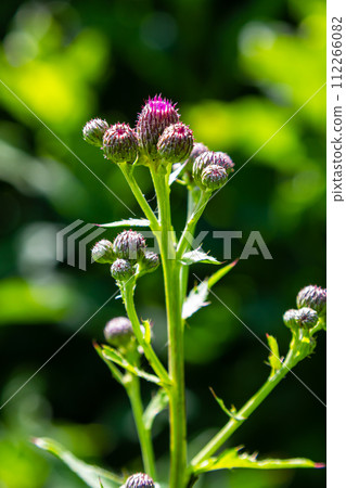 Thistle Carduus acanthoides grows in the wild in summer Thistle Carduus acanthoides grows in the wild in summer 112266082