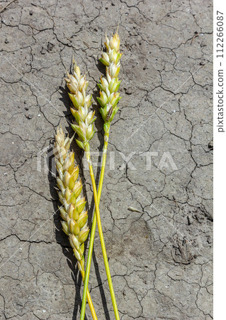 Lost dried wheat crop theme. Wheat ears lie on dry, cracked ground. dehydrated soil and ears of barley. selective focus, shallow depth of field 112266087