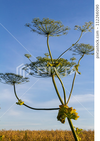 Heracleum sosnovskyi big poison plant blooming. Medicinal plant Common Hogweed Heracleum sphondylium Heracleum sosnovskyi big poison plant blooming. Medicinal plant Common Hogweed Heracleum sphondylium 112266090