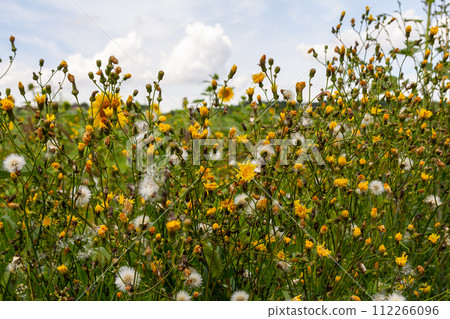 Rough Hawksbeard Crepis biennis plant blooming in a meadow Rough Hawksbeard Crepis biennis plant blooming in a meadow 112266096