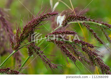 In the field, as weeds among the agricultural crops grow Echinochloa crus-galli 112266099