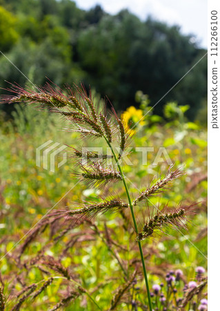 In the field, as weeds among the agricultural crops grow Echinochloa crus-galli In the field, as weeds among the agricultural crops grow Echinochloa crus-galli 112266100