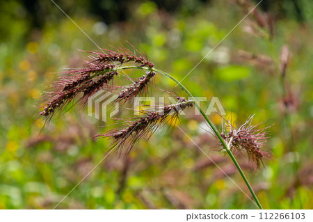 In the field, as weeds among the agricultural crops grow Echinochloa crus-galli In the field, as weeds among the agricultural crops grow Echinochloa crus-galli 112266103