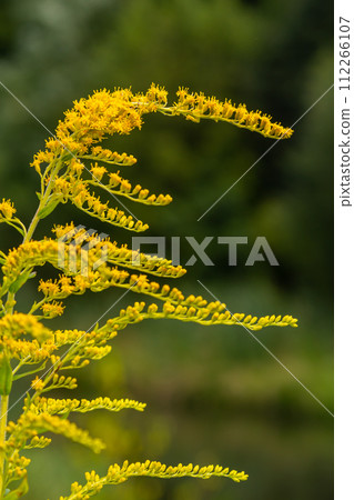 The wild flowers of Solidago altissima in autumn The wild flowers of Solidago altissima in autumn 112266107