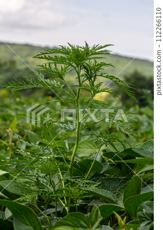 Ragweed plants Ambrosia artemisiifolia causing allergy Ragweed plants Ambrosia artemisiifolia causing allergy 112266110