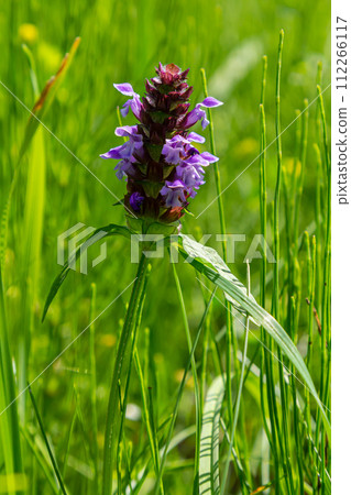 Beautiful prunella vulgaris are growing on a green meadow. Live nature Beautiful prunella vulgaris are growing on a green meadow. Live nature 112266117