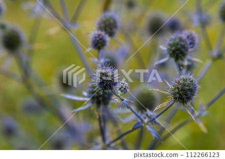 Eryngium Planum Or Blue Sea Holly - Flower Growing On Meadow. Wild Herb Plants Eryngium Planum Or Blue Sea Holly - Flower Growing On Meadow. Wild Herb Plants 112266123