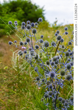 Eryngium Planum Or Blue Sea Holly - Flower Growing On Meadow. Wild Herb Plants Eryngium Planum Or Blue Sea Holly - Flower Growing On Meadow. Wild Herb Plants 112266124