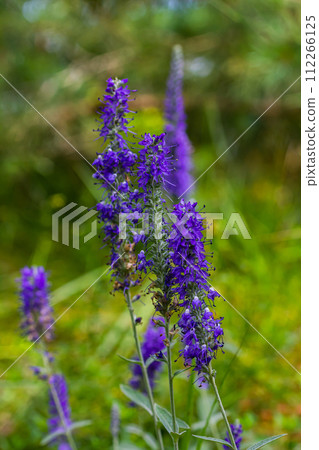 Flowering spikes of Veronica Spicata Ulster Dwarf Blue flower Flowering spikes of Veronica Spicata Ulster Dwarf Blue flower 112266125