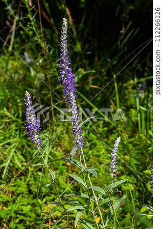 Flowering spikes of Veronica Spicata Ulster Dwarf Blue flower Flowering spikes of Veronica Spicata Ulster Dwarf Blue flower 112266126