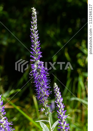 Flowering spikes of Veronica Spicata Ulster Dwarf Blue flower Flowering spikes of Veronica Spicata Ulster Dwarf Blue flower 112266127