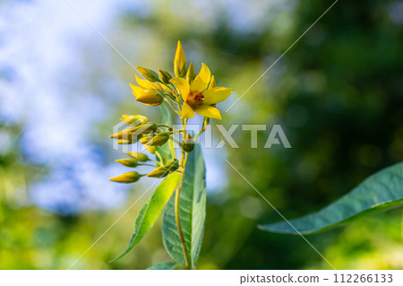 Lysimachia vulgaris flower, the garden loosestrife, yellow loosestrife, or garden yellow loosestrife, blooming in summer 112266133
