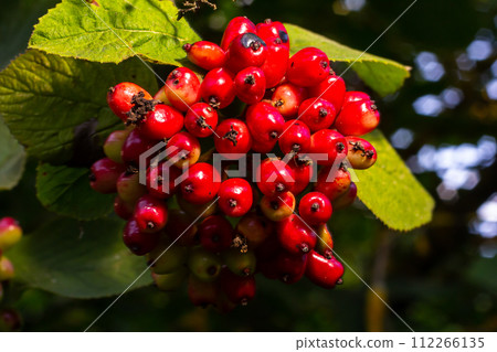 In the summer, viburnum is whole-leaved Viburnum lantana berries are ripening In the summer, viburnum is whole-leaved Viburnum lantana berries are ripening 112266135