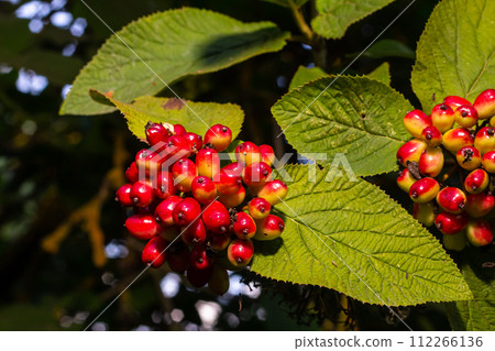 In the summer, viburnum is whole-leaved Viburnum lantana berries are ripening In the summer, viburnum is whole-leaved Viburnum lantana berries are ripening 112266136