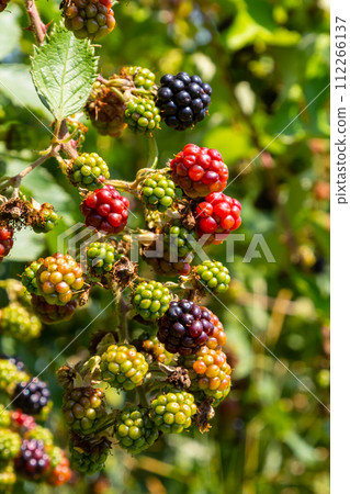 Black ripe and red ripening blackberries on green leaves background. Rubus fruticosus. Closeup of bramble branch with bunch of yummy sweet summer berries. Healthy juicy forest fruit. Natural medicine Black ripe and red ripening blackberries on green leaves background. Rubus fruticosus. Closeup of bramble branch with bunch of yummy sweet summer berries. Healthy juicy forest fruit. Natural medicine 112266137