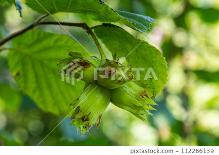 Young hazel, green hazelnut nuts, grow on a tree Young hazel, green hazelnut nuts, grow on a tree 112266139