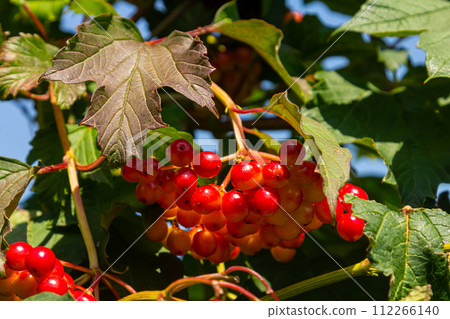 Close-up of beautiful red fruits of viburnum vulgaris. Guelder rose viburnum opulus berries and leaves in the summer outdoors. Red viburnum berries on a branch in the garden Close-up of beautiful red fruits of viburnum vulgaris. Guelder rose viburnum opulus berries and leaves in the summer outdoors. Red viburnum berries on a branch in the garden 112266140
