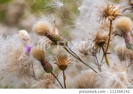 Cirsium arvense is a species of perennial plants of the thistle family of the aster. Autumn plants with seeds. Medicinal plants Cirsium arvense is a species of perennial plants of the thistle family of the aster. Autumn plants with seeds. Medicinal plants 112266142