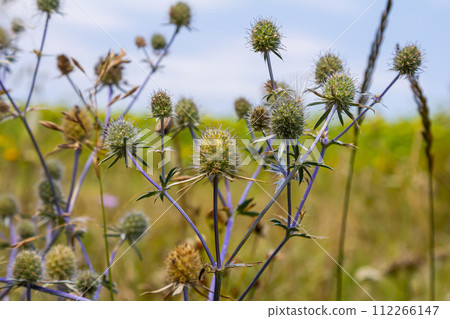 Eryngium Planum Or Blue Sea Holly - Flower Growing On Meadow. Wild Herb Plants Eryngium Planum Or Blue Sea Holly - Flower Growing On Meadow. Wild Herb Plants 112266147