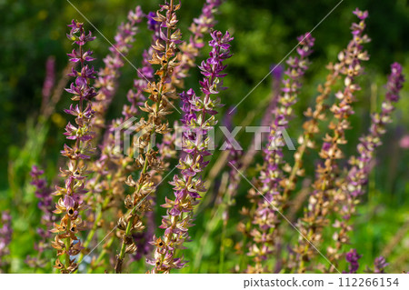 Deep violet-blue flowers, Salvia nemorosa Ostfriesland. Tall purple flower . Salvia, Nepeta. Balkan Clary - Salvia sylvestris 112266154