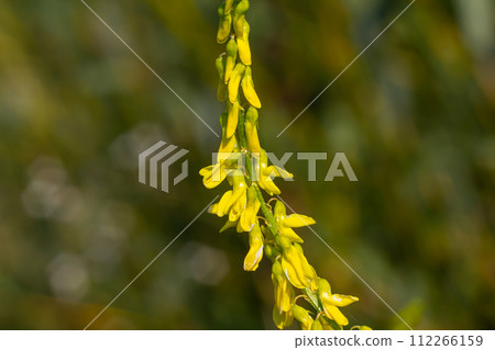 Sweet clover, Melilotus officinalis, is an important medicinal plant and has white or yellow flowers 112266159