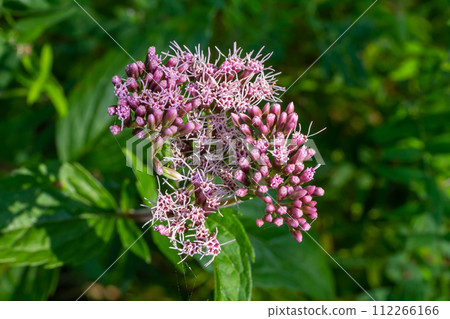 The view of Eupatorium fortunei floral plant blooming in the greenery The view of Eupatorium fortunei floral plant blooming in the greenery 112266166